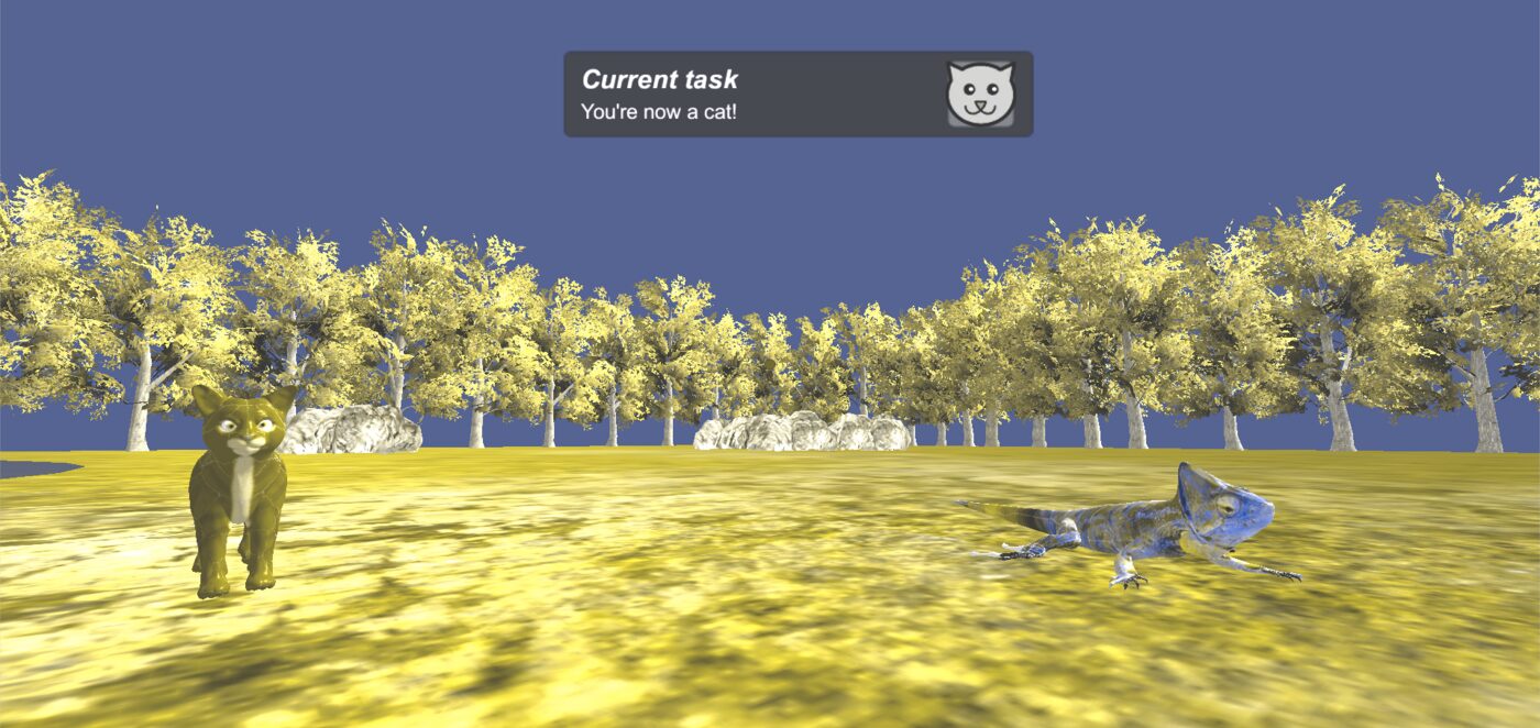 Animal Vision Experiments — cat view